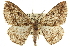  ( - CCDB-20809-C03)  @14 [ ] CreativeCommons - Attribution (2013) CBG Photography Group Centre for Biodiversity Genomics