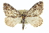  ( - CCDB-20265-G12)  @14 [ ] CreativeCommons - Attribution (2013) CBG Photography Group Centre for Biodiversity Genomics
