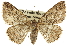  ( - CCDB-20809-C05)  @11 [ ] CreativeCommons - Attribution (2013) CBG Photography Group Centre for Biodiversity Genomics
