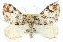  (Dysstroma mancipata - CCDB-20265-H01)  @14 [ ] CreativeCommons - Attribution (2013) CBG Photography Group Centre for Biodiversity Genomics