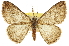  ( - CCDB-20809-C06)  @11 [ ] CreativeCommons - Attribution (2013) CBG Photography Group Centre for Biodiversity Genomics
