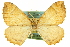  ( - CCDB-20265-H08)  @13 [ ] CreativeCommons - Attribution (2013) CBG Photography Group Centre for Biodiversity Genomics