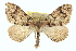  (Eulithis - CCDB-20266-A03)  @16 [ ] CreativeCommons - Attribution (2013) CBG Photography Group Centre for Biodiversity Genomics