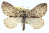  (Hydriomenini - CCDB-20266-C03)  @15 [ ] CreativeCommons - Attribution (2013) CBG Photography Group Centre for Biodiversity Genomics