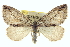  ( - CCDB-20266-C05)  @14 [ ] CreativeCommons - Attribution (2013) CBG Photography Group Centre for Biodiversity Genomics