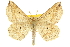  (Euchlaena deplanaria - CCDB-20809-F03)  @15 [ ] CreativeCommons - Attribution (2013) CBG Photography Group Centre for Biodiversity Genomics