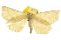  (Euchlaena manubiaria - CCDB-20809-F05)  @14 [ ] CreativeCommons - Attribution (2013) CBG Photography Group Centre for Biodiversity Genomics