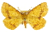  (Xanthotype rufaria - CCDB-20809-G02)  @15 [ ] CreativeCommons - Attribution (2013) CBG Photography Group Centre for Biodiversity Genomics