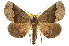  (Pero astapa - CCDB-20809-H02)  @15 [ ] CreativeCommons - Attribution (2013) CBG Photography Group Centre for Biodiversity Genomics