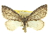  ( - CCDB-20267-A05)  @11 [ ] CreativeCommons - Attribution (2013) CBG Photography Group Centre for Biodiversity Genomics