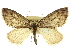  (Ersephila - CCDB-20267-A08)  @15 [ ] CreativeCommons - Attribution (2013) CBG Photography Group Centre for Biodiversity Genomics