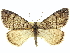  ( - CCDB-20267-A11)  @11 [ ] CreativeCommons - Attribution (2013) CBG Photography Group Centre for Biodiversity Genomics
