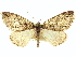  ( - CCDB-20267-A12)  @11 [ ] CreativeCommons - Attribution (2013) CBG Photography Group Centre for Biodiversity Genomics