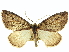  ( - CCDB-20267-B02)  @11 [ ] CreativeCommons - Attribution (2013) CBG Photography Group Centre for Biodiversity Genomics