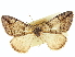  ( - CCDB-20267-B03)  @11 [ ] CreativeCommons - Attribution (2013) CBG Photography Group Centre for Biodiversity Genomics
