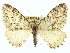  (Triphosini - CCDB-20267-C03)  @15 [ ] CreativeCommons - Attribution (2013) CBG Photography Group Centre for Biodiversity Genomics