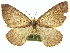  ( - CCDB-20267-D01)  @14 [ ] CreativeCommons - Attribution (2013) CBG Photography Group Centre for Biodiversity Genomics