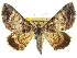  ( - CCDB-20267-E02)  @15 [ ] CreativeCommons - Attribution (2013) CBG Photography Group Centre for Biodiversity Genomics