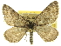  ( - CCDB-20267-F01)  @15 [ ] CreativeCommons - Attribution (2013) CBG Photography Group Centre for Biodiversity Genomics