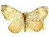  ( - CCDB-20267-G02)  @11 [ ] CreativeCommons - Attribution (2013) CBG Photography Group Centre for Biodiversity Genomics