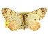  ( - CCDB-20267-G03)  @11 [ ] CreativeCommons - Attribution (2013) CBG Photography Group Centre for Biodiversity Genomics