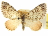  ( - CCDB-20267-G06)  @11 [ ] CreativeCommons - Attribution (2013) CBG Photography Group Centre for Biodiversity Genomics