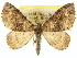  (Hammaptera parinotata - CCDB-20267-H05)  @15 [ ] CreativeCommons - Attribution (2013) CBG Photography Group Centre for Biodiversity Genomics