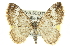  ( - CCDB-20268-A01)  @15 [ ] CreativeCommons - Attribution (2013) CBG Photography Group Centre for Biodiversity Genomics