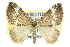  ( - CCDB-20268-A03)  @15 [ ] CreativeCommons - Attribution (2013) CBG Photography Group Centre for Biodiversity Genomics