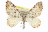  ( - CCDB-20268-B03)  @15 [ ] CreativeCommons - Attribution (2013) CBG Photography Group Centre for Biodiversity Genomics