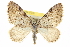  ( - CCDB-20268-B04)  @14 [ ] CreativeCommons - Attribution (2013) CBG Photography Group Centre for Biodiversity Genomics