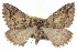  (Anticlea switzeraria - CCDB-20268-B09)  @15 [ ] CreativeCommons - Attribution (2013) CBG Photography Group Centre for Biodiversity Genomics