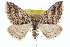  ( - CCDB-20268-C02)  @14 [ ] CreativeCommons - Attribution (2013) CBG Photography Group Centre for Biodiversity Genomics