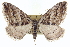  (Anticlea - CCDB-20268-C04)  @15 [ ] CreativeCommons - Attribution (2013) CBG Photography Group Centre for Biodiversity Genomics