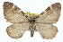  ( - CCDB-20268-C08)  @15 [ ] CreativeCommons - Attribution (2013) CBG Photography Group Centre for Biodiversity Genomics