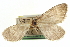  ( - CCDB-20268-D01)  @11 [ ] CreativeCommons - Attribution (2013) CBG Photography Group Centre for Biodiversity Genomics