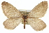  ( - CCDB-20268-D03)  @11 [ ] CreativeCommons - Attribution (2013) CBG Photography Group Centre for Biodiversity Genomics