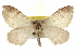  (Stamnodes - CCDB-20268-G08)  @15 [ ] CreativeCommons - Attribution (2013) CBG Photography Group Centre for Biodiversity Genomics