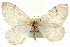  (Stamnodes costimacula - CCDB-20268-G11)  @15 [ ] CreativeCommons - Attribution (2013) CBG Photography Group Centre for Biodiversity Genomics