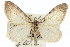  ( - CCDB-20268-H02)  @15 [ ] CreativeCommons - Attribution (2013) CBG Photography Group Centre for Biodiversity Genomics