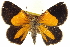  ( - CCDB-20269-A06)  @11 [ ] CreativeCommons - Attribution (2013) CBG Photography Group Centre for Biodiversity Genomics