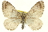  (Xanthorhoe lagganata - CCDB-20269-A11)  @15 [ ] CreativeCommons - Attribution (2013) CBG Photography Group Centre for Biodiversity Genomics