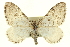  ( - CCDB-20269-A12)  @15 [ ] CreativeCommons - Attribution (2013) CBG Photography Group Centre for Biodiversity Genomics