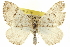  ( - CCDB-20269-B01)  @15 [ ] CreativeCommons - Attribution (2013) CBG Photography Group Centre for Biodiversity Genomics