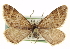  ( - CCDB-20269-B06)  @14 [ ] CreativeCommons - Attribution (2013) CBG Photography Group Centre for Biodiversity Genomics