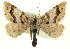  (Xanthorhoe clarkeata - CCDB-20269-B09)  @15 [ ] CreativeCommons - Attribution (2013) CBG Photography Group Centre for Biodiversity Genomics