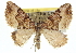  ( - CCDB-20269-B12)  @11 [ ] CreativeCommons - Attribution (2013) CBG Photography Group Centre for Biodiversity Genomics