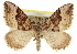  ( - CCDB-20269-C01)  @11 [ ] CreativeCommons - Attribution (2013) CBG Photography Group Centre for Biodiversity Genomics