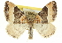  ( - CCDB-20269-C04)  @14 [ ] CreativeCommons - Attribution (2013) CBG Photography Group Centre for Biodiversity Genomics