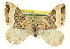  ( - CCDB-20269-C05)  @14 [ ] CreativeCommons - Attribution (2013) CBG Photography Group Centre for Biodiversity Genomics